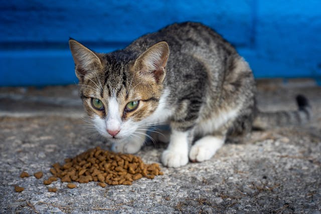 Alimentation équilibrée chat en surpoids